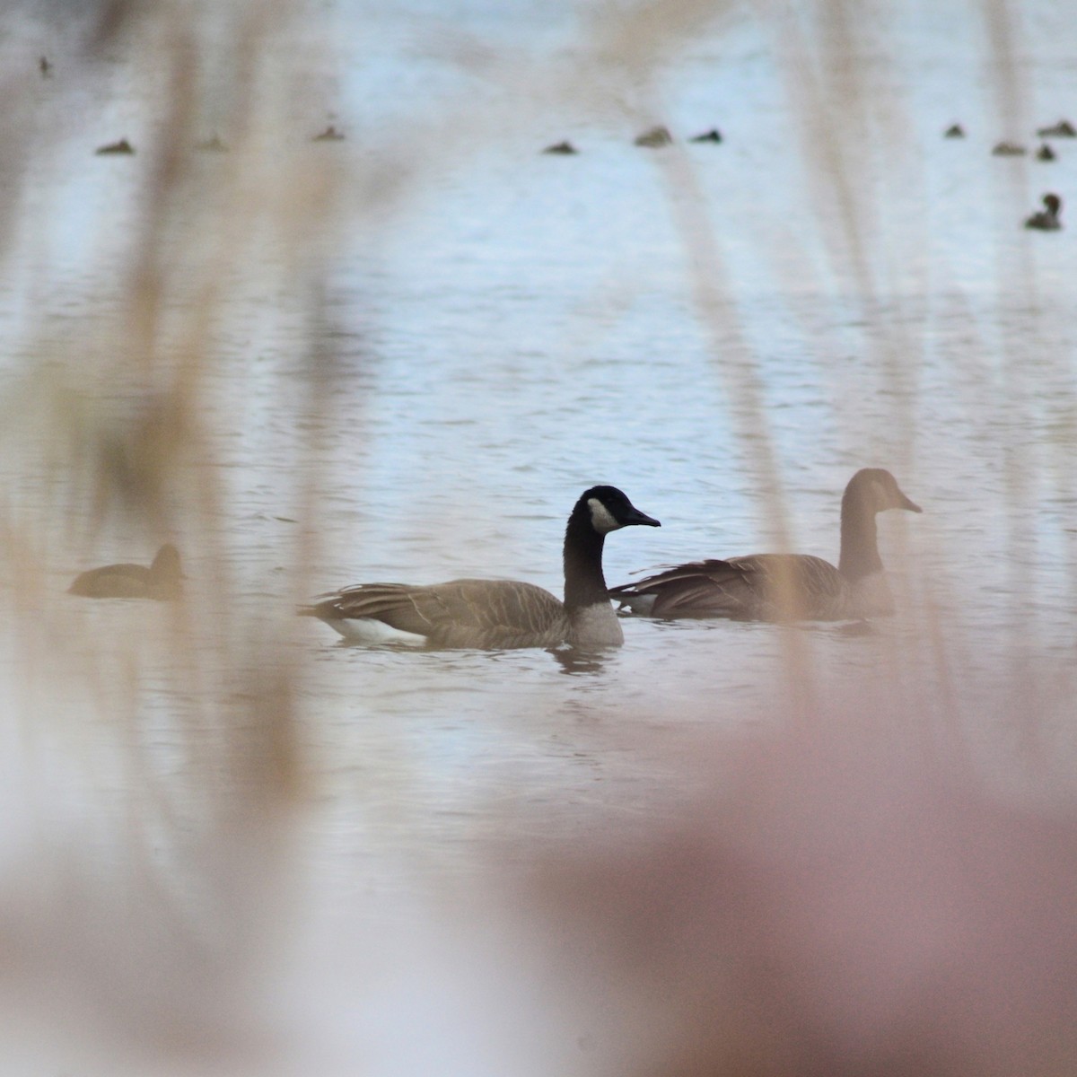 ברנטה קנדית - ML646152213