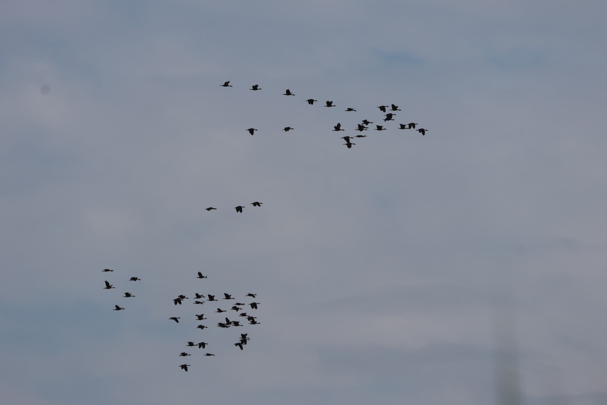 Wandering Whistling-Duck - ML646152216