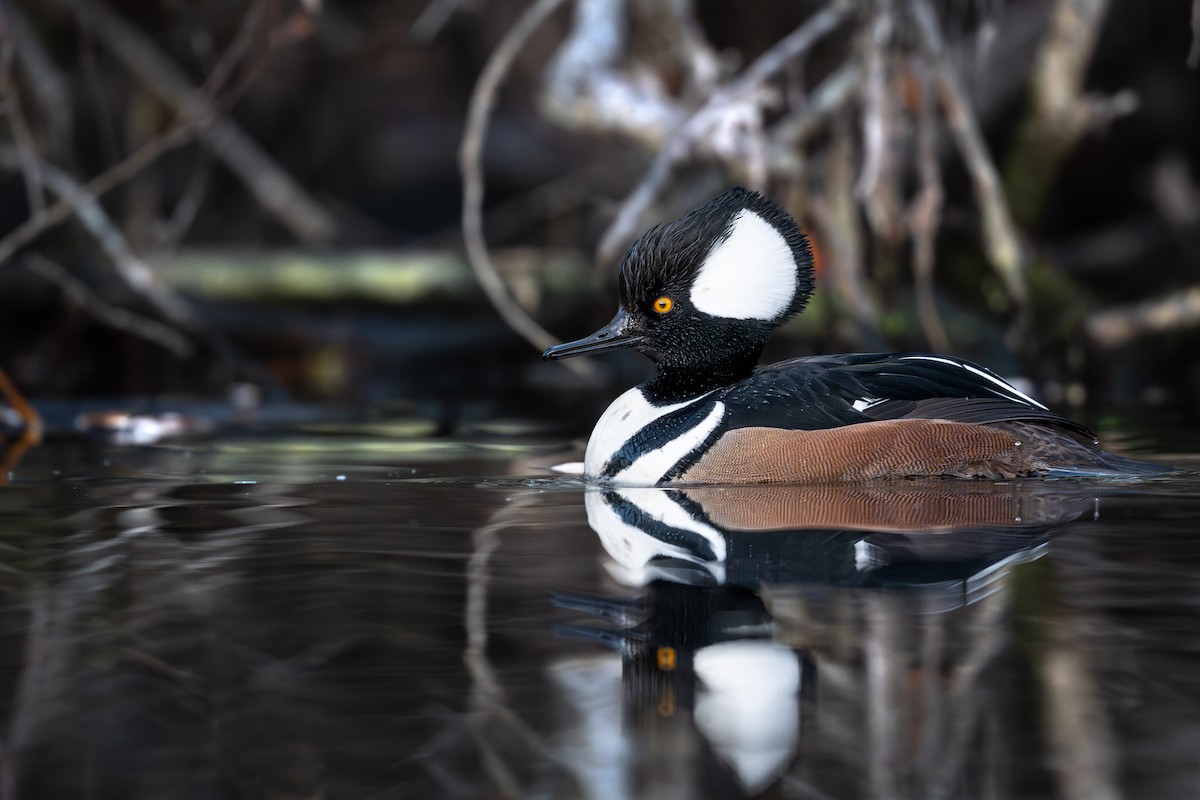 morčák chocholatý - ML646152218