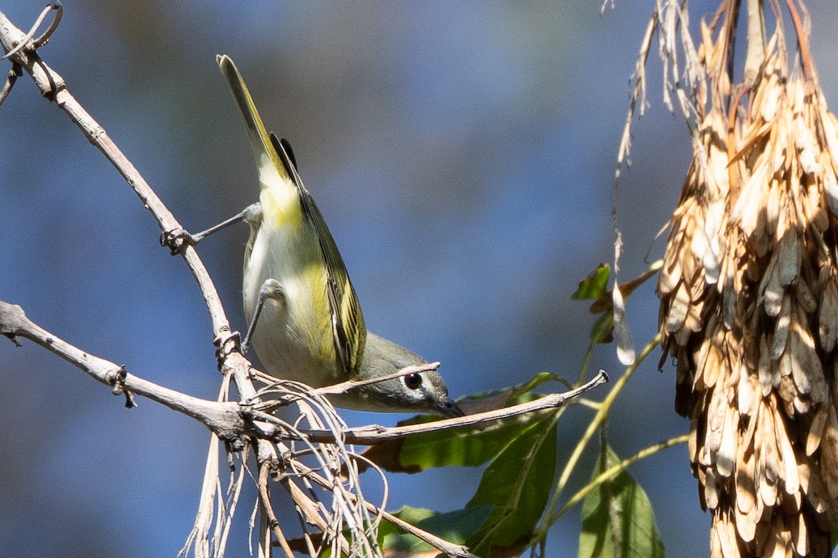 Cassin's/Blue-headed Vireo - ML646152222
