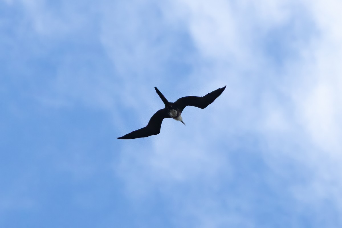 Magnificent Frigatebird - ML646152223