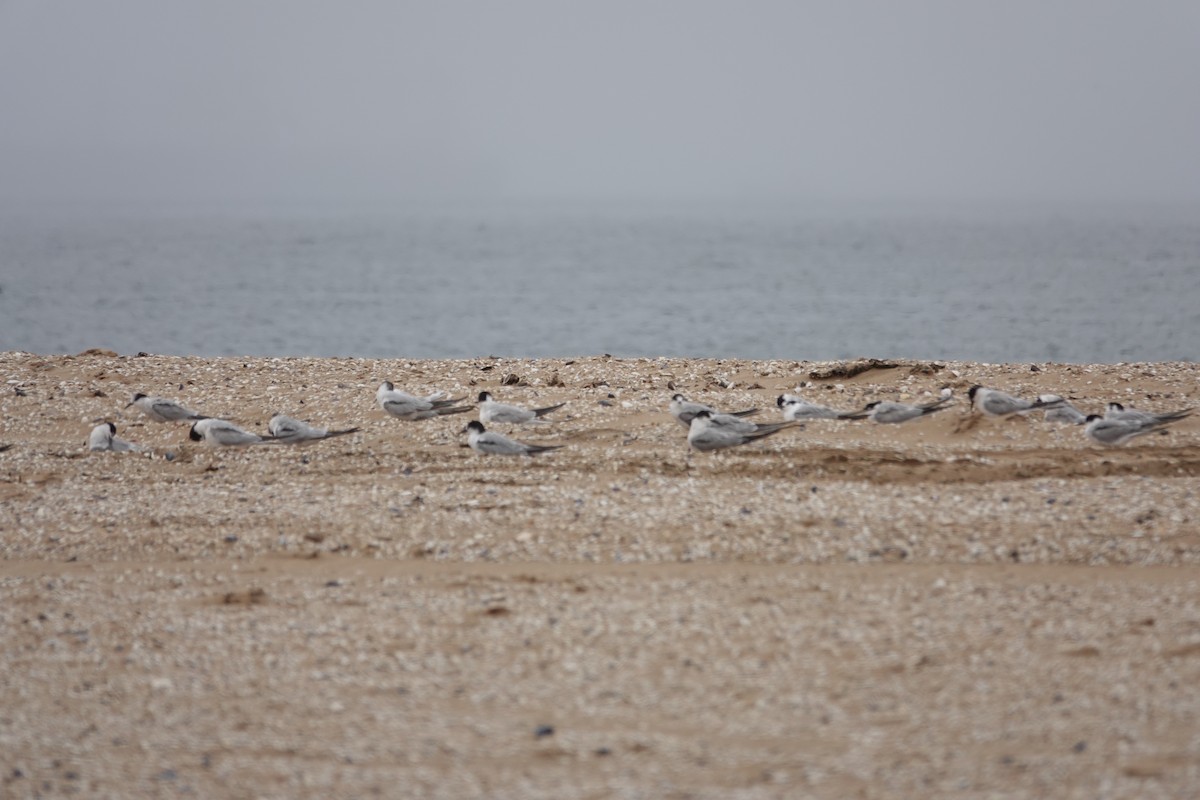 Common Tern - ML646152224