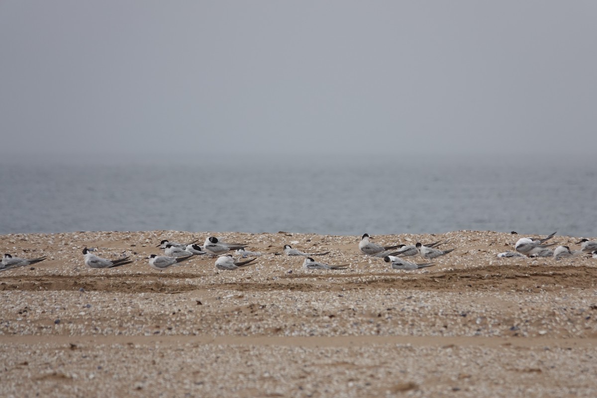 Common Tern - ML646152225