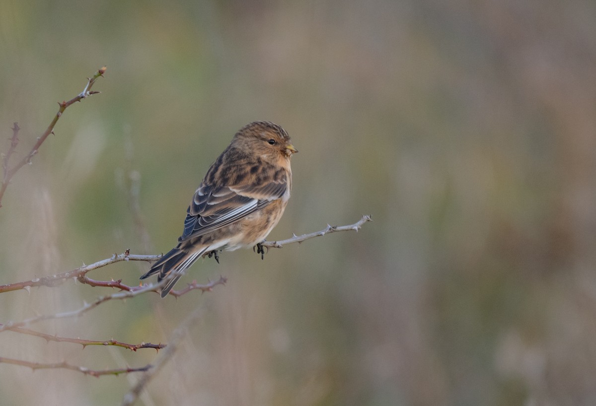 Twite - ML646152226