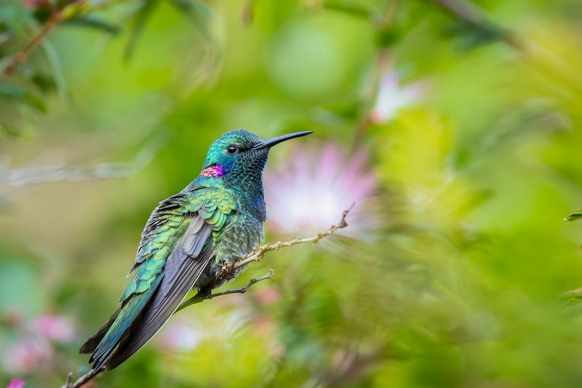 White-vented Violetear - ML646152227