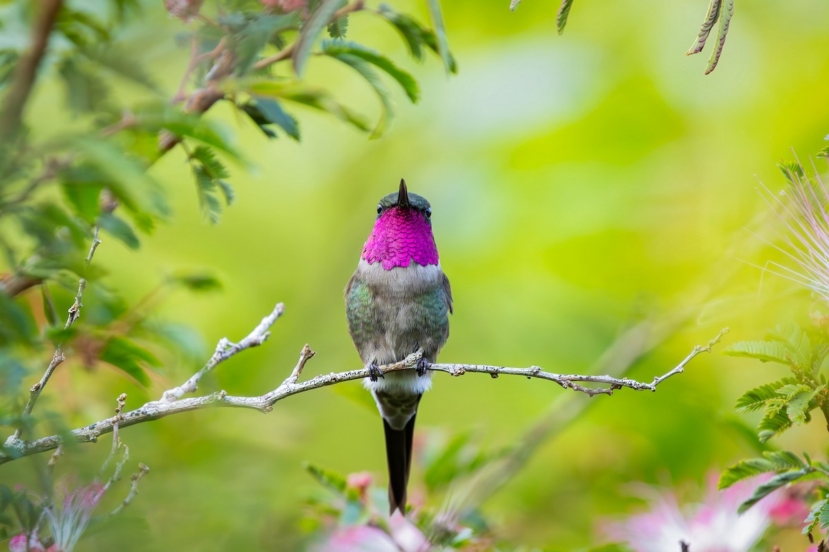 Amethyst Woodstar - ML646152230