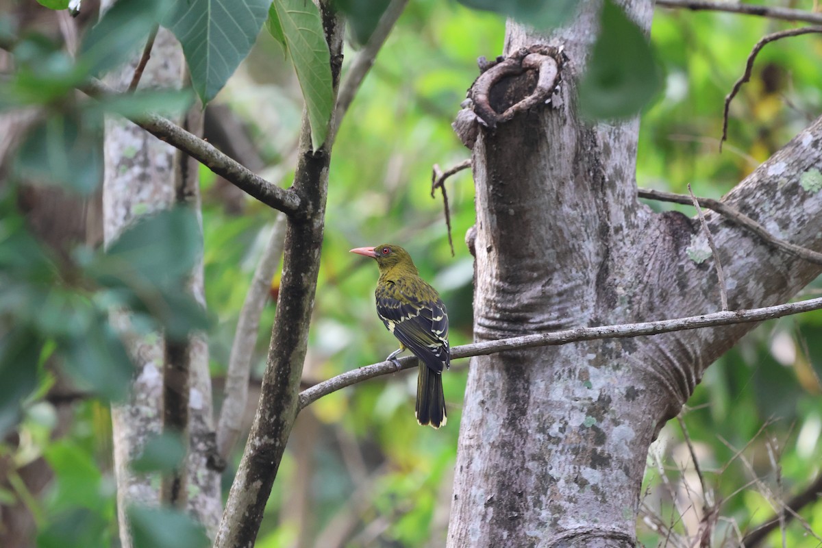 Green Oriole - ML646152231