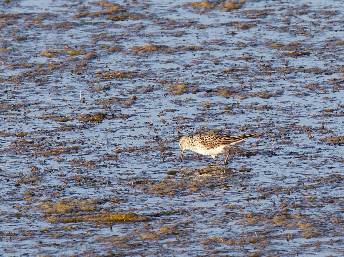 Бонапартов песочник - ML646152233