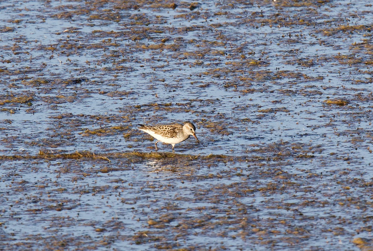 Бонапартов песочник - ML646152234