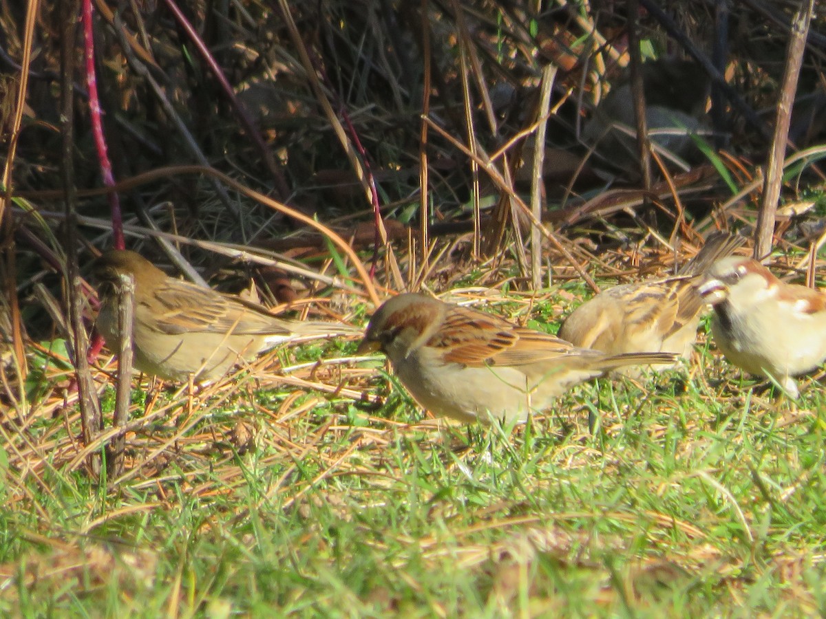 House Sparrow - ML646152235