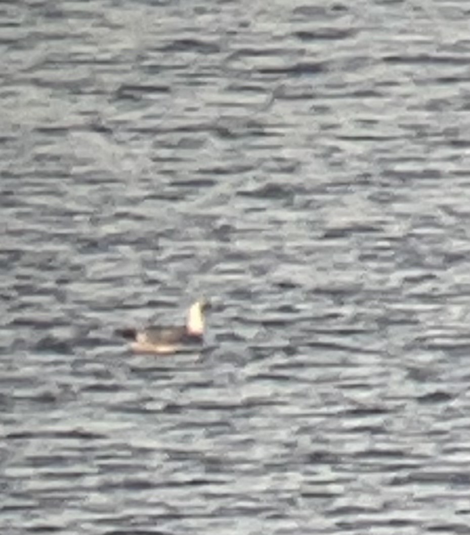 чайка sp. - ML646152242