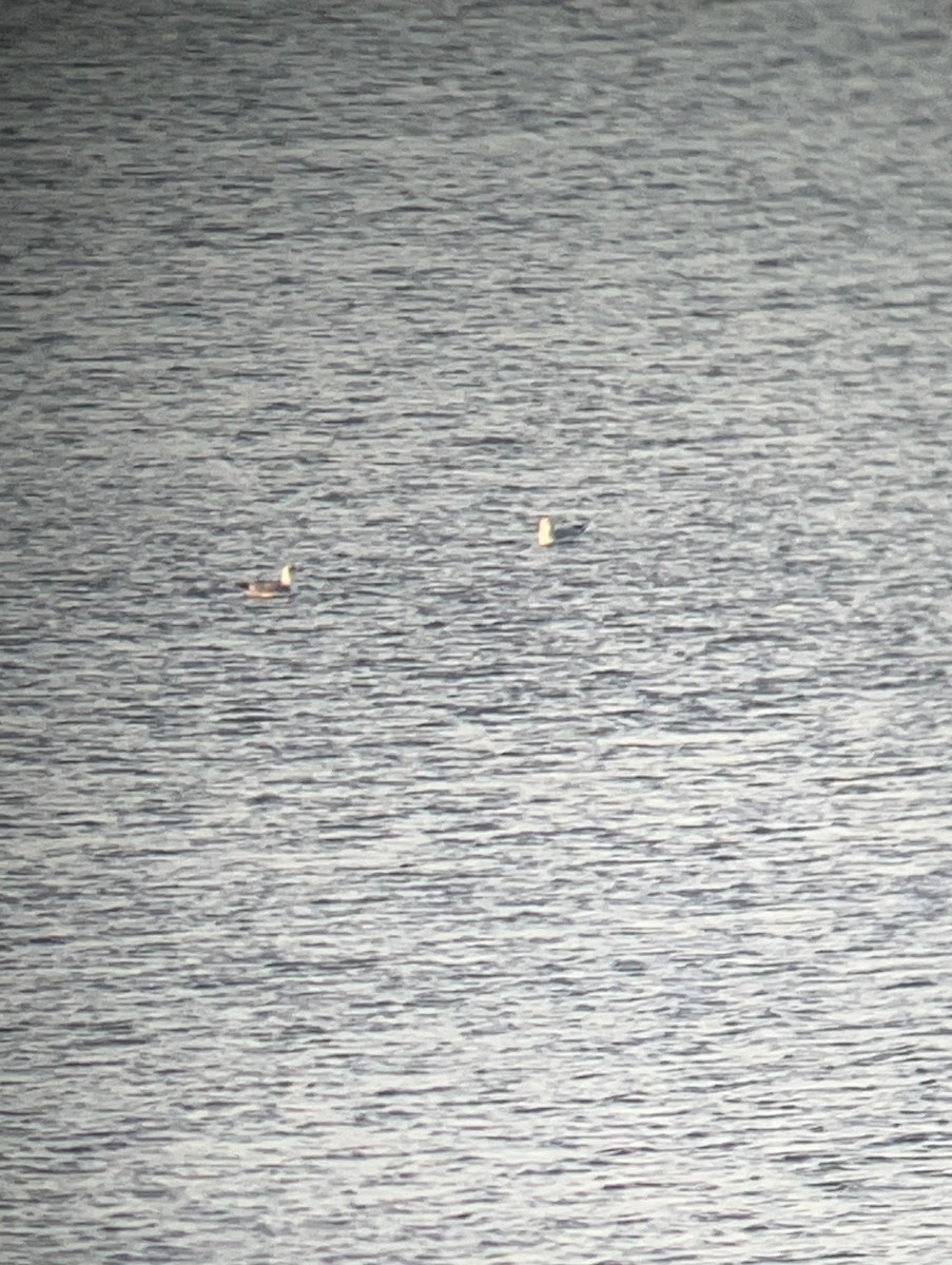 чайка sp. - ML646152243