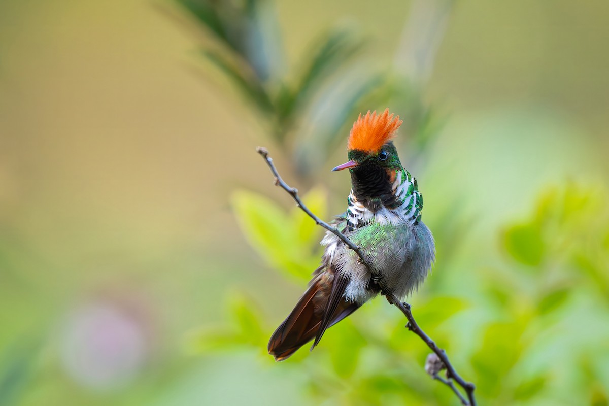Frilled Coquette - ML646152244
