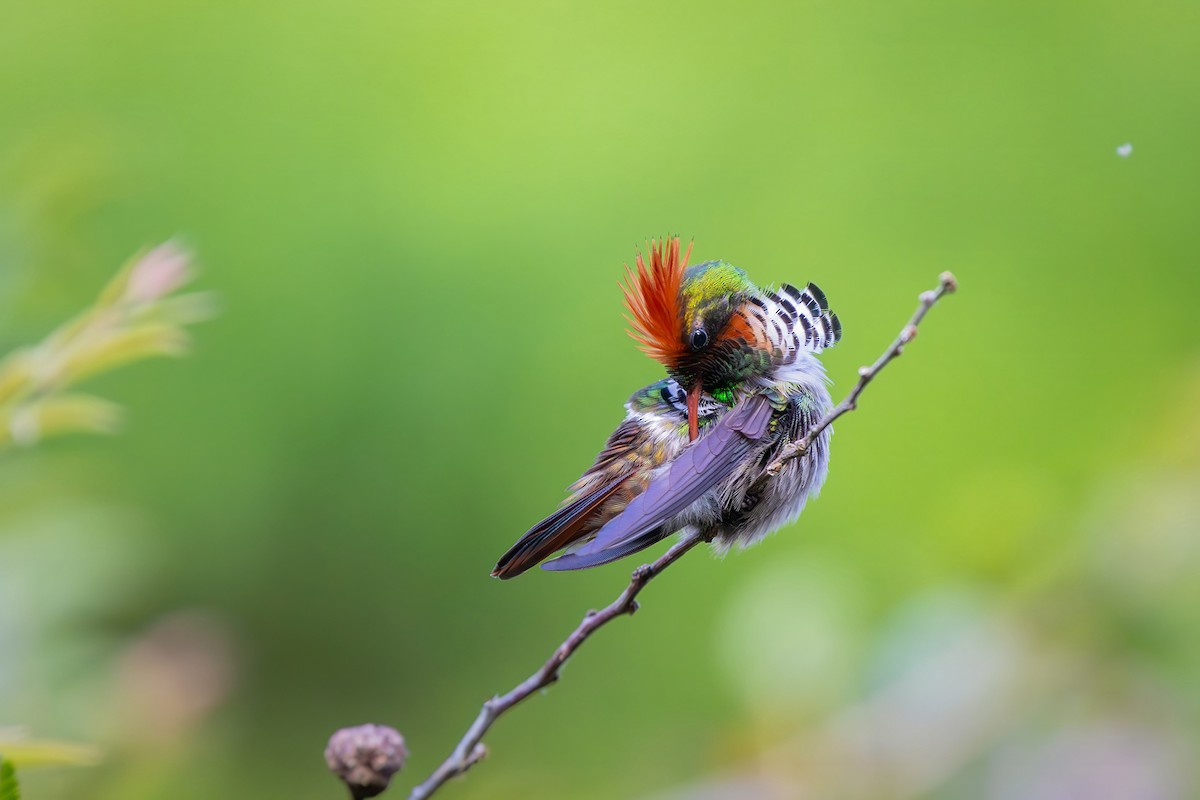 Frilled Coquette - ML646152245