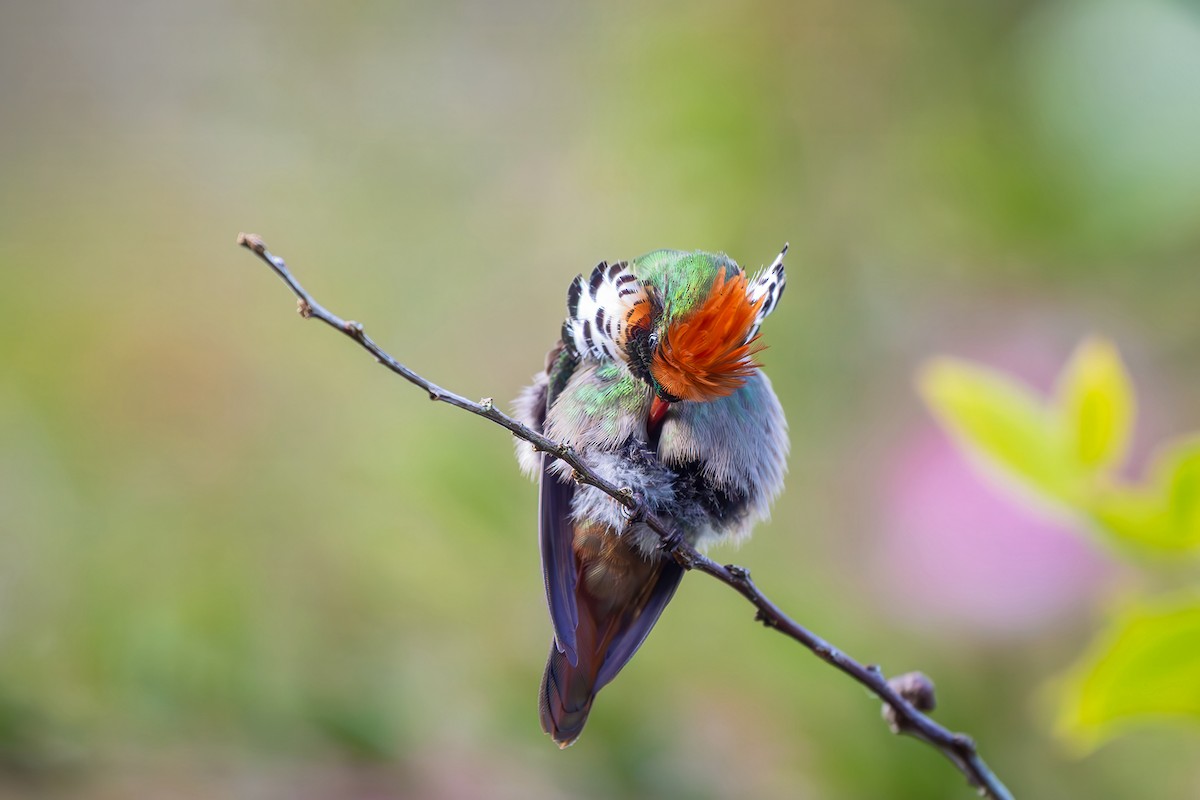 Frilled Coquette - ML646152246