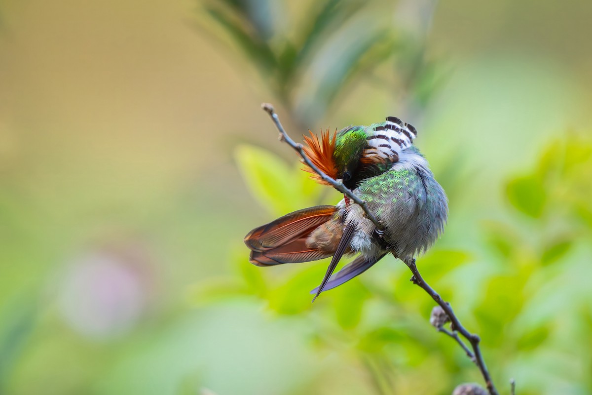 Frilled Coquette - ML646152247