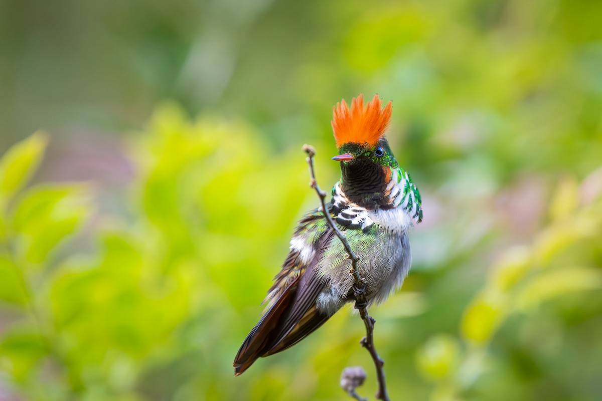 Frilled Coquette - ML646152248