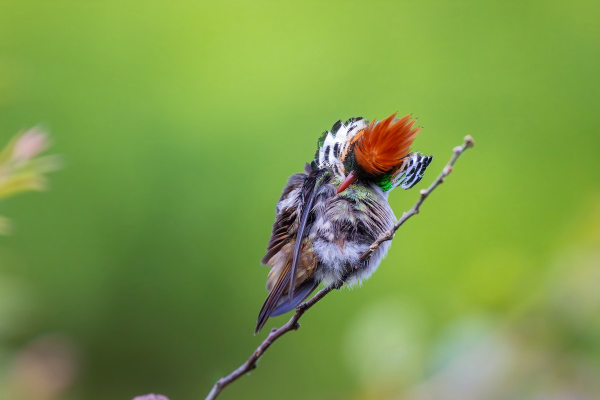 Frilled Coquette - ML646152249