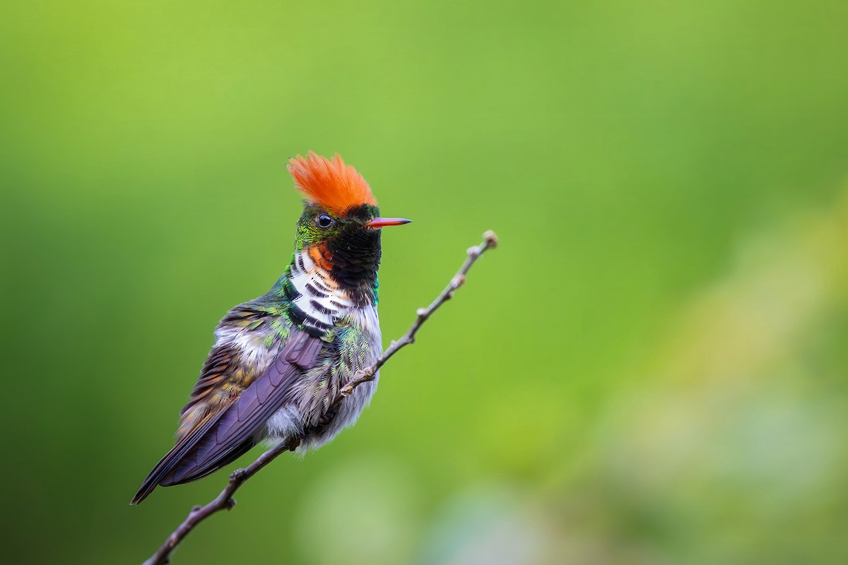 Frilled Coquette - ML646152250