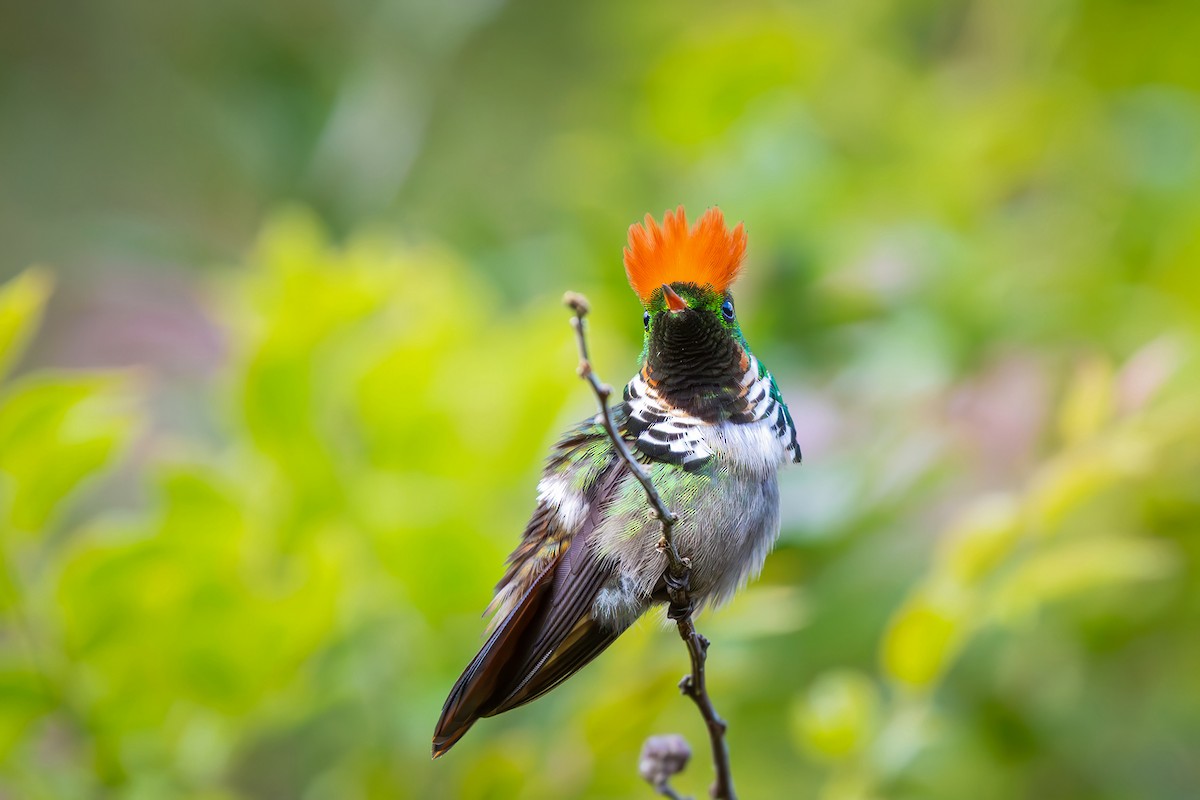Frilled Coquette - ML646152251
