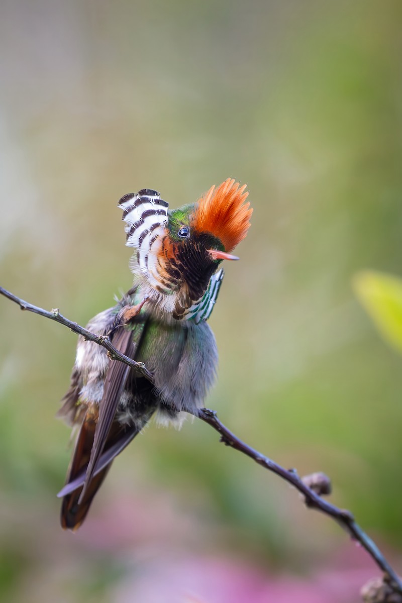 Frilled Coquette - ML646152252