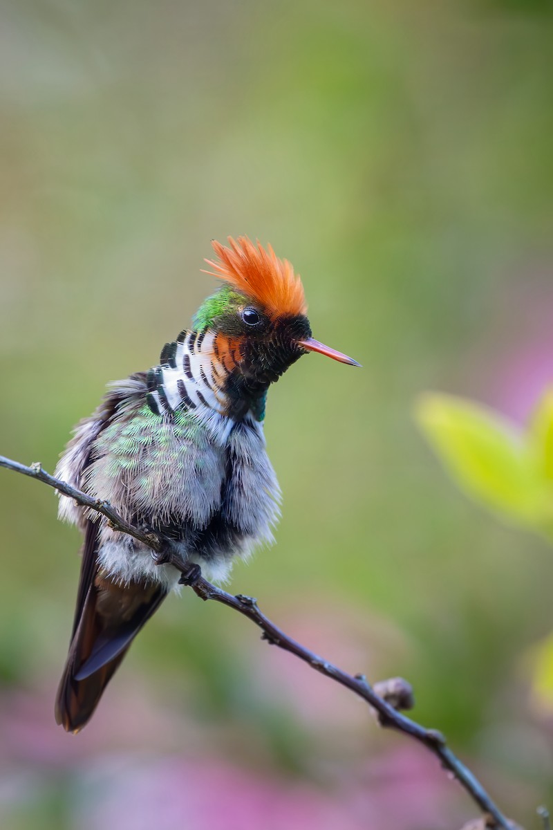 Frilled Coquette - ML646152253