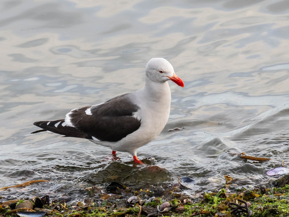 Dolphin Gull - ML646152265