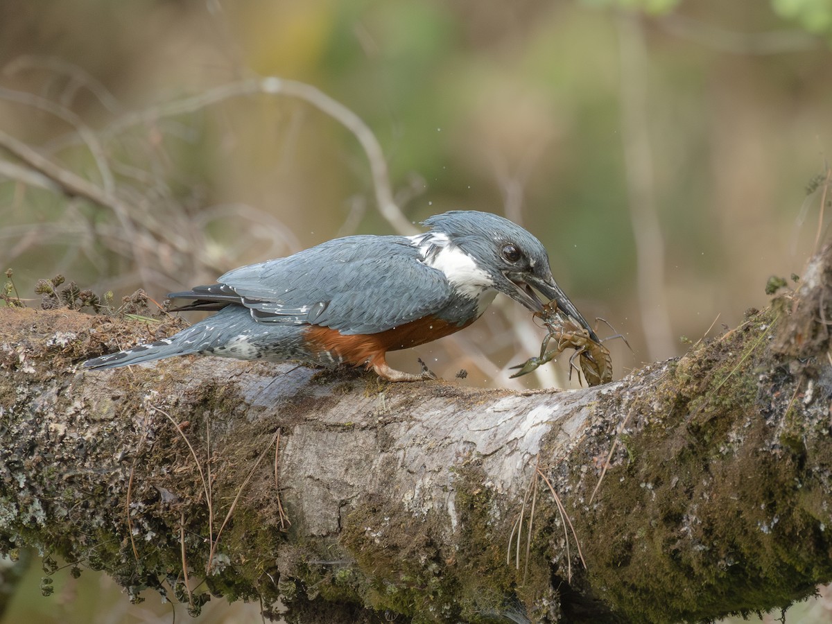 rybařík obojkový - ML646152268