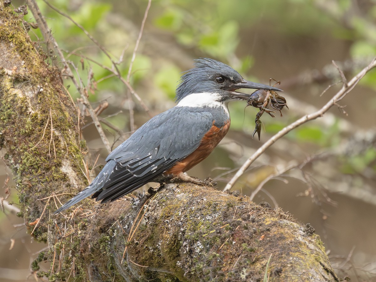 rybařík obojkový - ML646152269