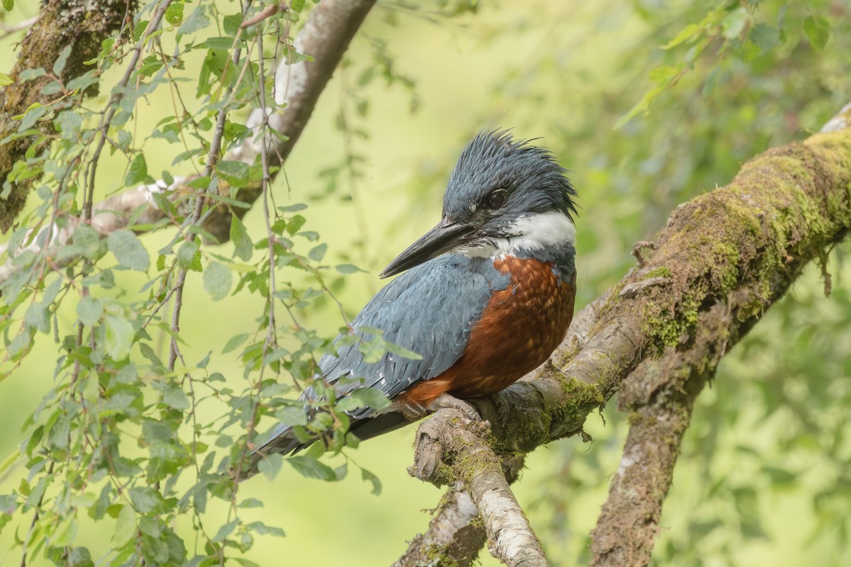 rybařík obojkový - ML646152270