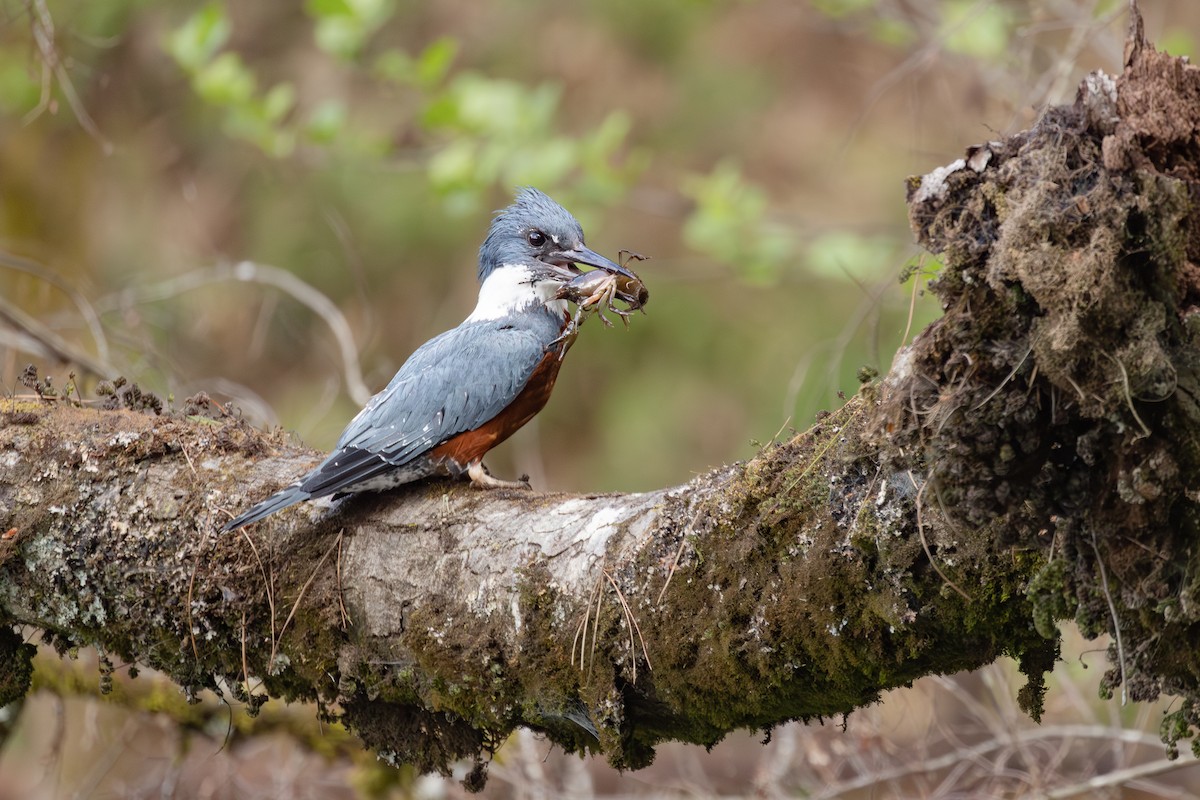 rybařík obojkový - ML646152271