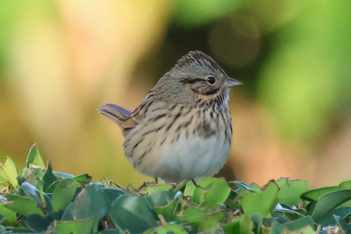 Lincoln's Sparrow - ML646152274