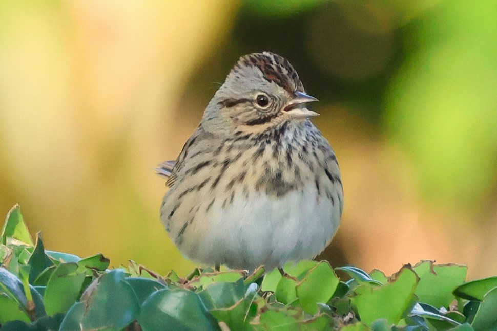 Lincoln's Sparrow - ML646152275