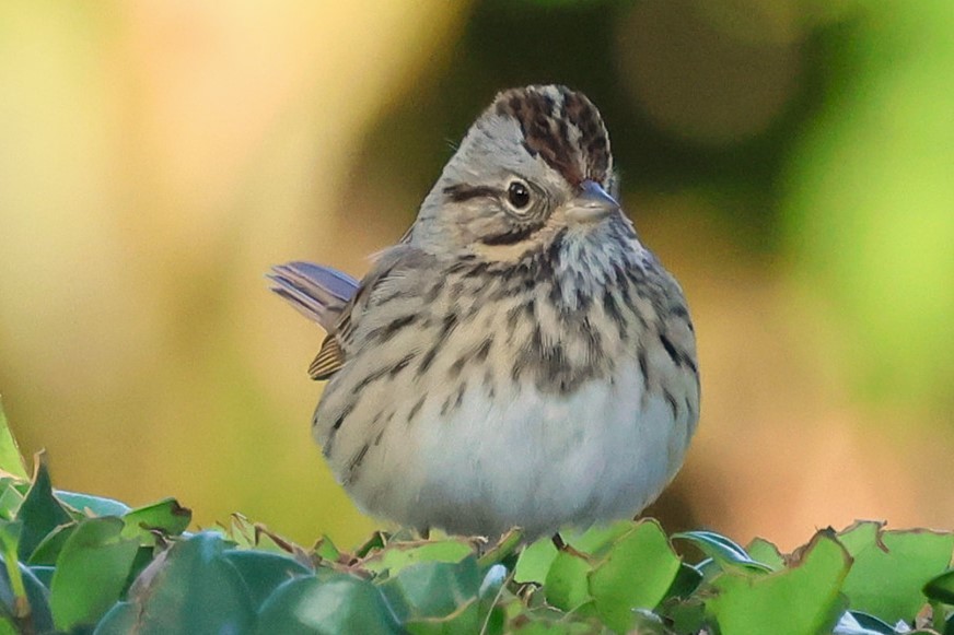 Lincoln's Sparrow - ML646152276