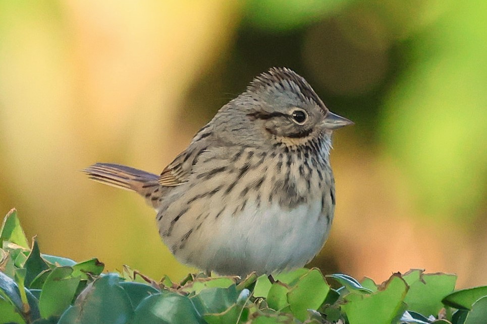 Lincoln's Sparrow - ML646152277
