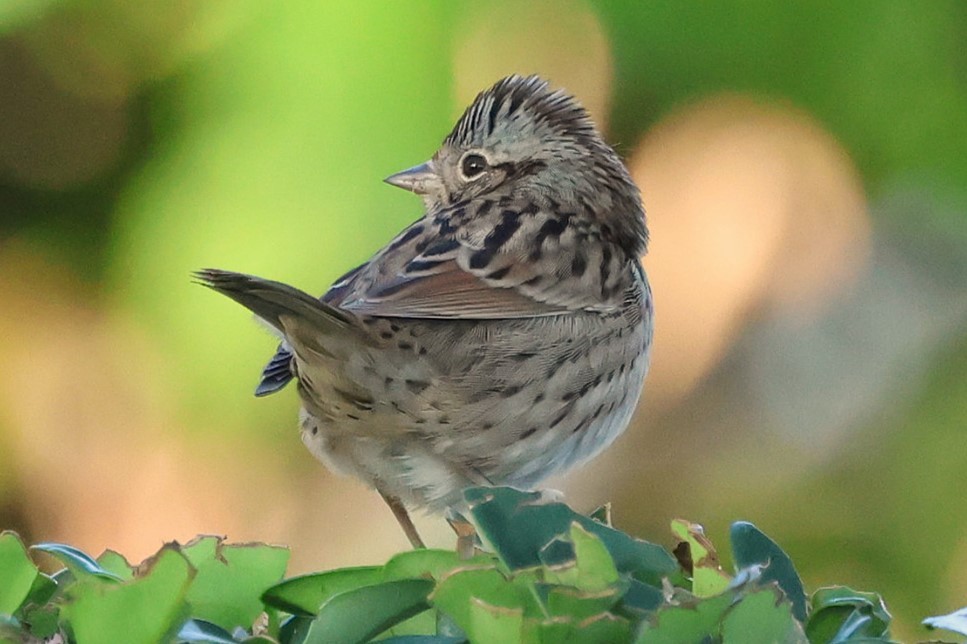Lincoln's Sparrow - ML646152278