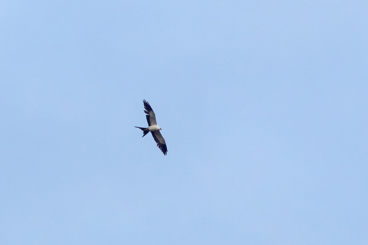 Swallow-tailed Kite - ML646152282