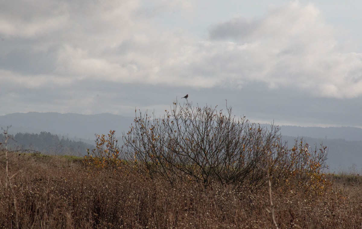 borealvarsler - ML646152286