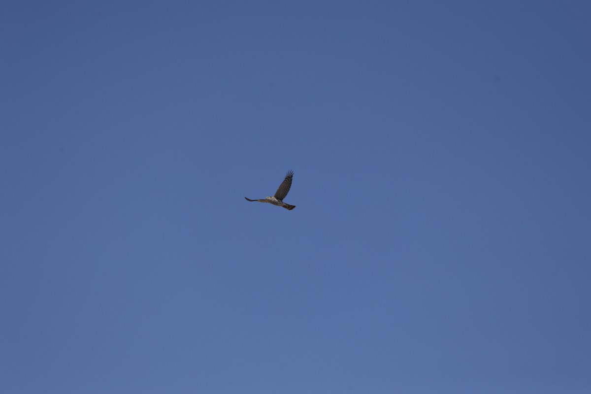 Sharp-shinned Hawk (Northern) - ML646152289