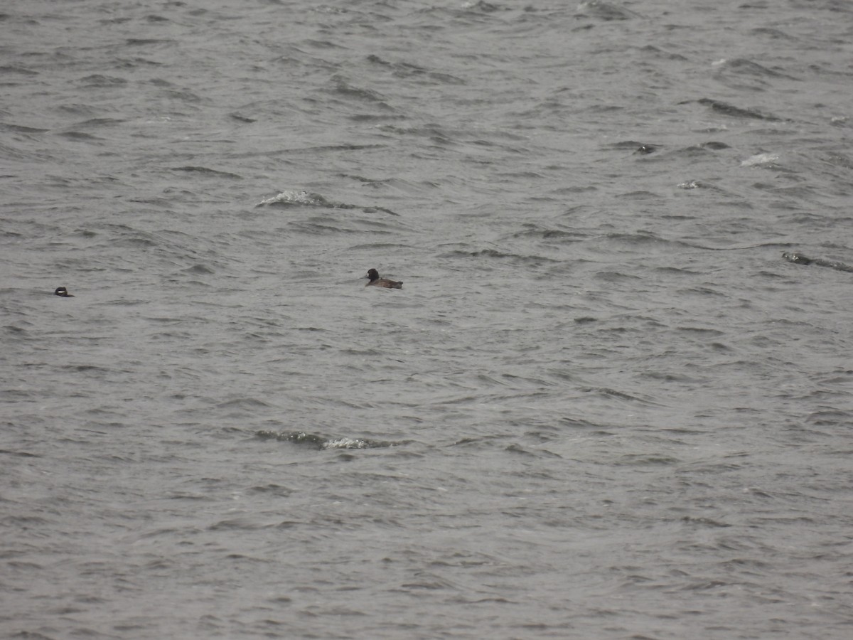 Lesser Scaup - ML646152292