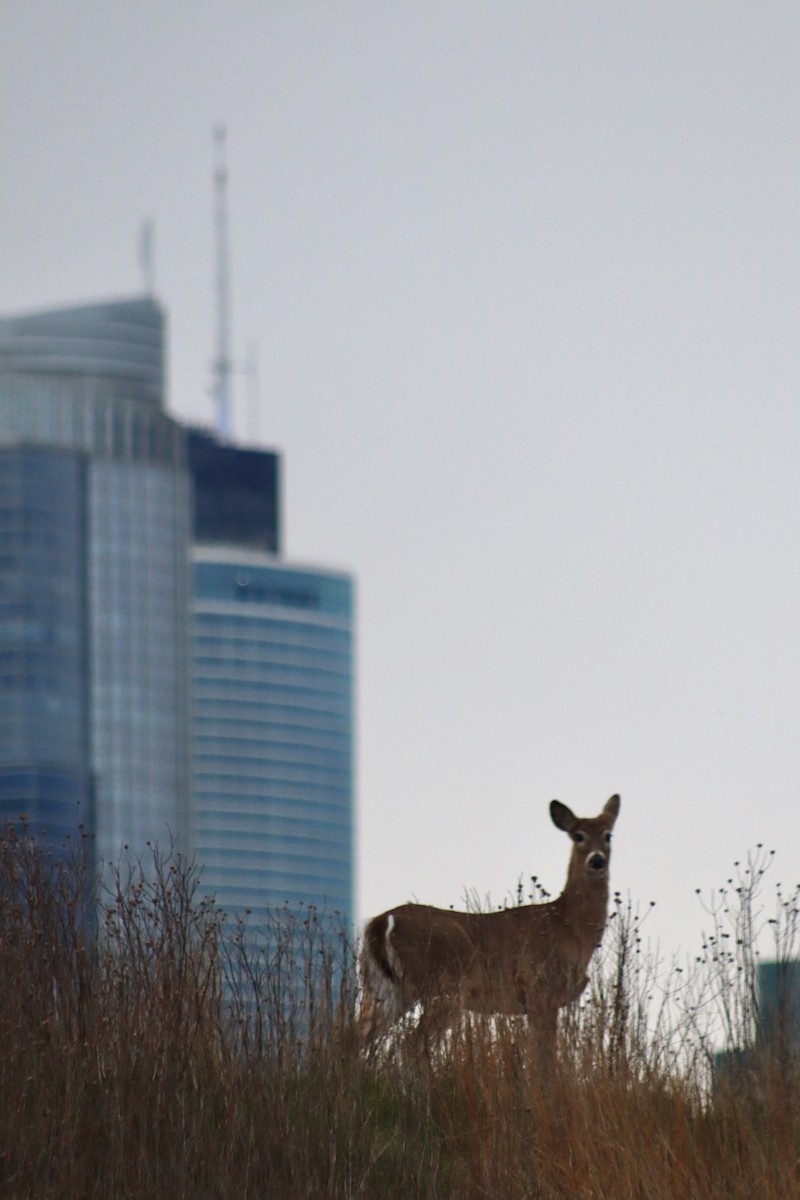 White-tailed Deer - ML646152294