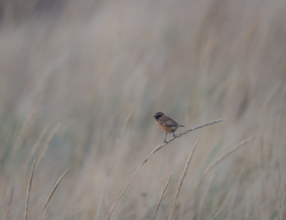 European Stonechat - ML646152297