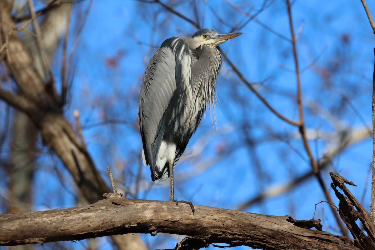 Great Blue Heron - ML646152300