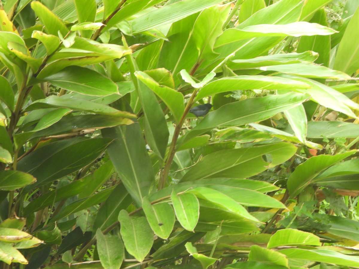 White-sided Flowerpiercer - ML646152301