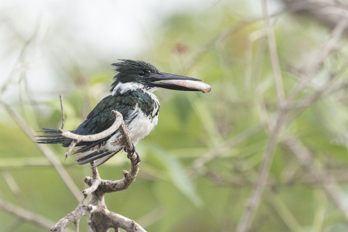 Amazon Kingfisher - ML646152302