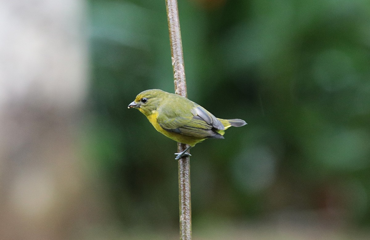 Violaceous Euphonia - ML646152305