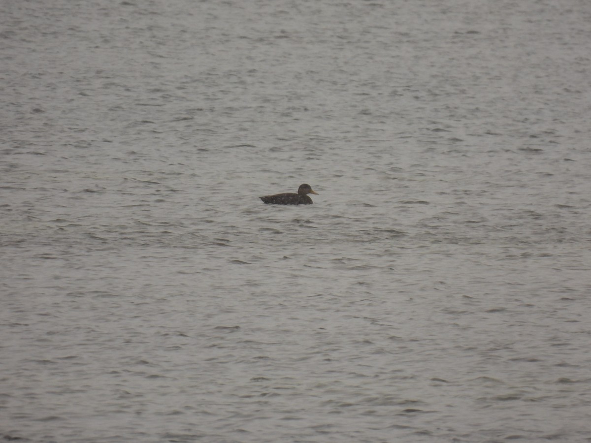 American Black Duck - ML646152306