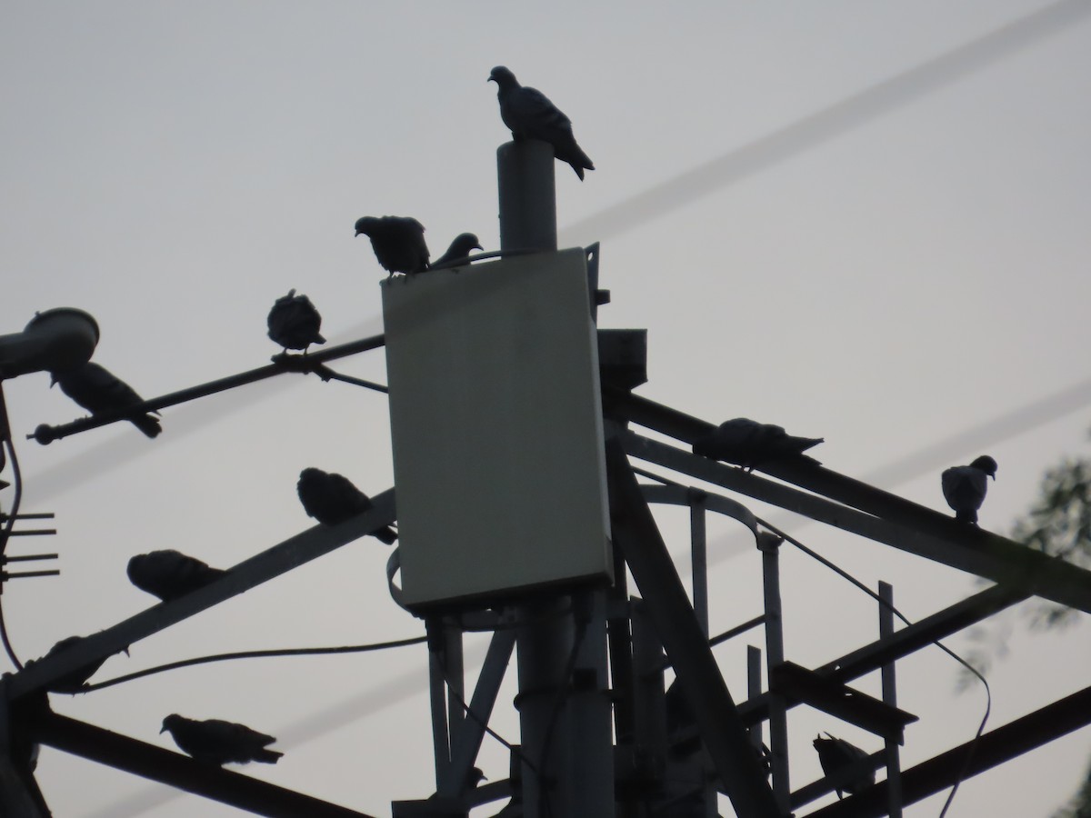 Paloma Bravía (variedad doméstica) - ML646152313