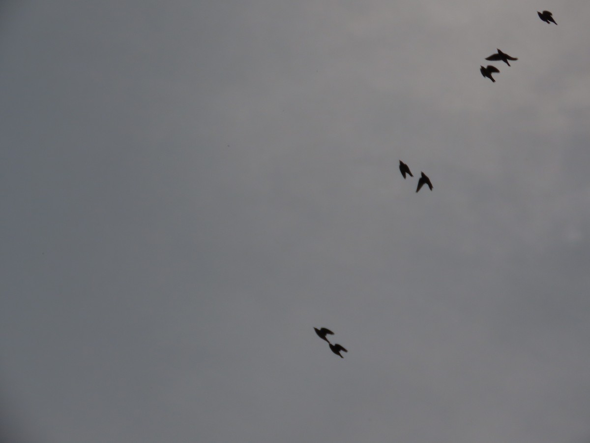 Paloma Bravía (variedad doméstica) - ML646152314