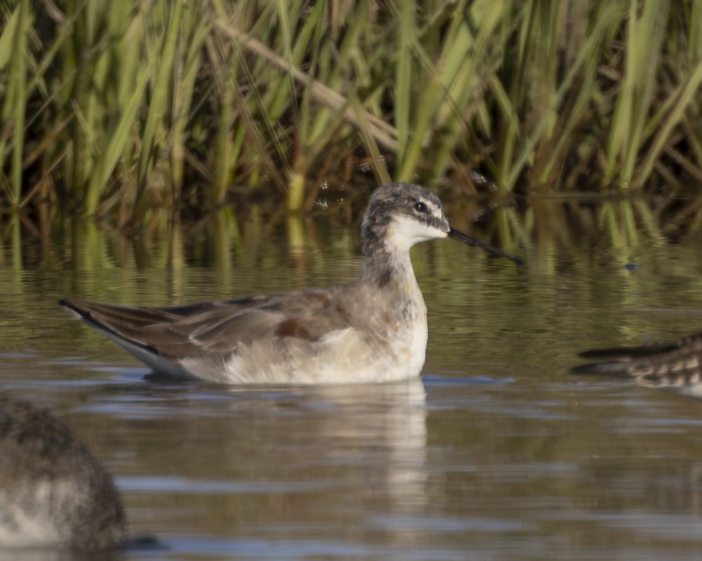 Wilsonwassertreter - ML646152316